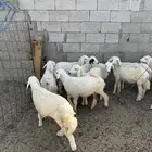 تم البيع
