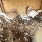 زواجل