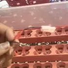 فقاسه