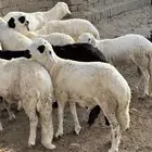 طليان سواكني