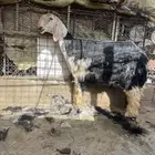 طلي خصم