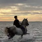 خيل للمناسبات والحفلات والزواجات والطلعات البحريه