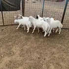 للبيع طليان ورخال