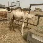 قعود للبيع