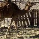بكره طيبه تم الببع