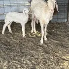غنز جنوبيه خلفه وشاه سنها رباع تحتها رخل