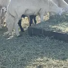اعرض