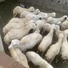كباشه