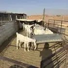 تبوس هولنديه ومشاريك وعوارض