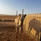 بكره هجن