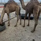 قعدان العدد 2 ع حليب امهاتها مشروطة نظافه وصحة