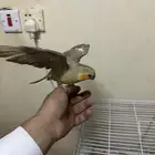 كروان اليف جددا