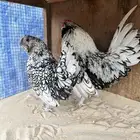 زوج دجاج بوم شبابي خوارج