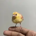 كناري اليف هدد