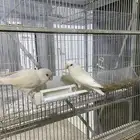 للبيع زوج روز البينو عيون حمر