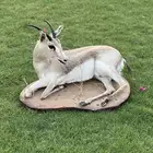 محنط شغل ممتاز