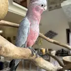ببغاء كوكاتو جالا فرخ