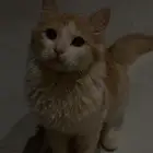 قطة مفقودة