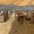 درمانيات مع فحلها
