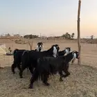 معزاء عوارض دفيع على السونار