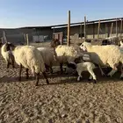 مطافيل انعيم طيبه اللبيع