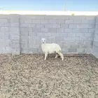 طلي عيسي فل شحم