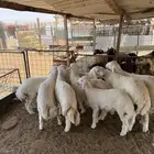 ذبايح ذبيحه حري نعيم تيس