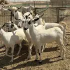 غنم جفار بيشيات صنف
