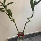 احواض سمك وأغصان بامبو  هدايا وأكثر