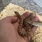 ث ع ب ا سلحفاه حرباء