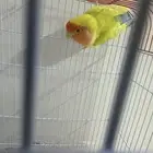 عصافير حب 2 انثى 2 ذكر واحد روز