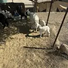 شاه حريه تحتها اثنين روم السن جامع