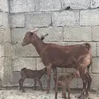 ثنية تحتها أثنين 2