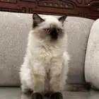 قطة انثى
