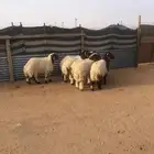 يوجد طليان نعيم فاخره ( تم البيع )
