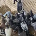 حمام مشكل ((( تم البيع)))