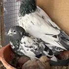 للبيع جوز شماعي قولدن وجوز قلابي