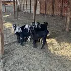 معزا ولد 4 تحتها 6