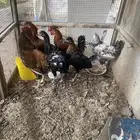 للبيع ديكه بلدي