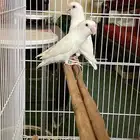 جوز روز البينو. تم  البيع