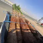 واشنطني زينه