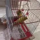 طيور زينه
