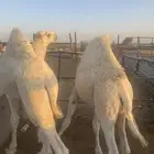 قعدان طيبه فل الفل