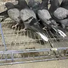 حمام قطيفي طبات ( تم البيع)