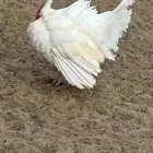 ديك رومي