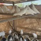 البيع حمام فرنسي