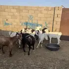 للبيع معزا مشاريك دفيع ومضاريع