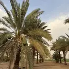 محصول نخل