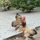 دجاج كوشن قزم