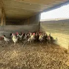 ديكه فيومي للبيع